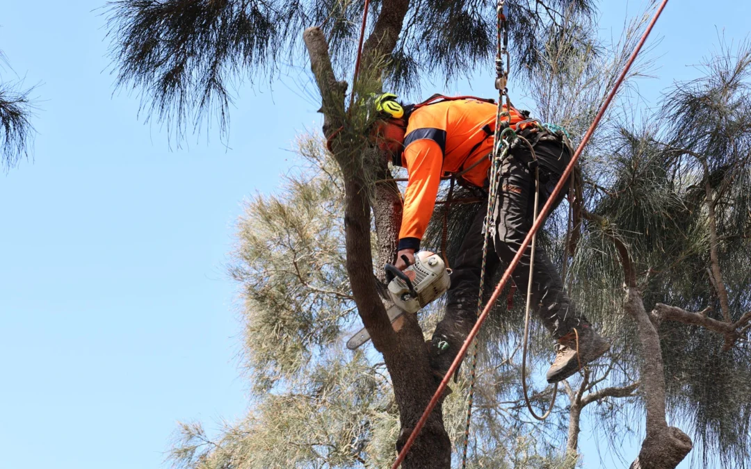 Safe Tree Removal