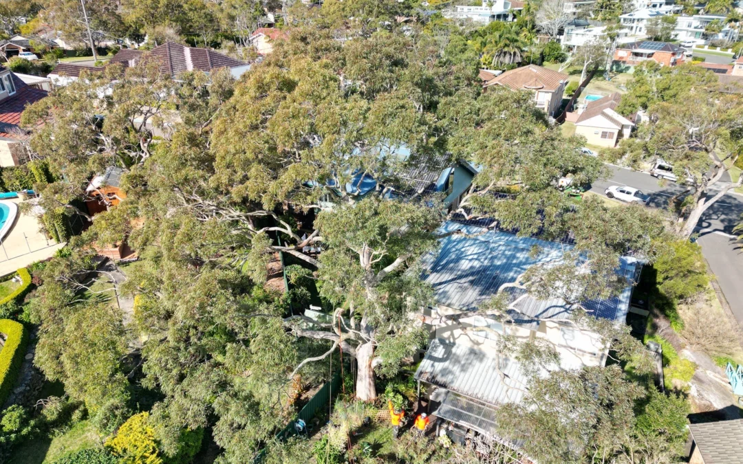 Tree Pruning