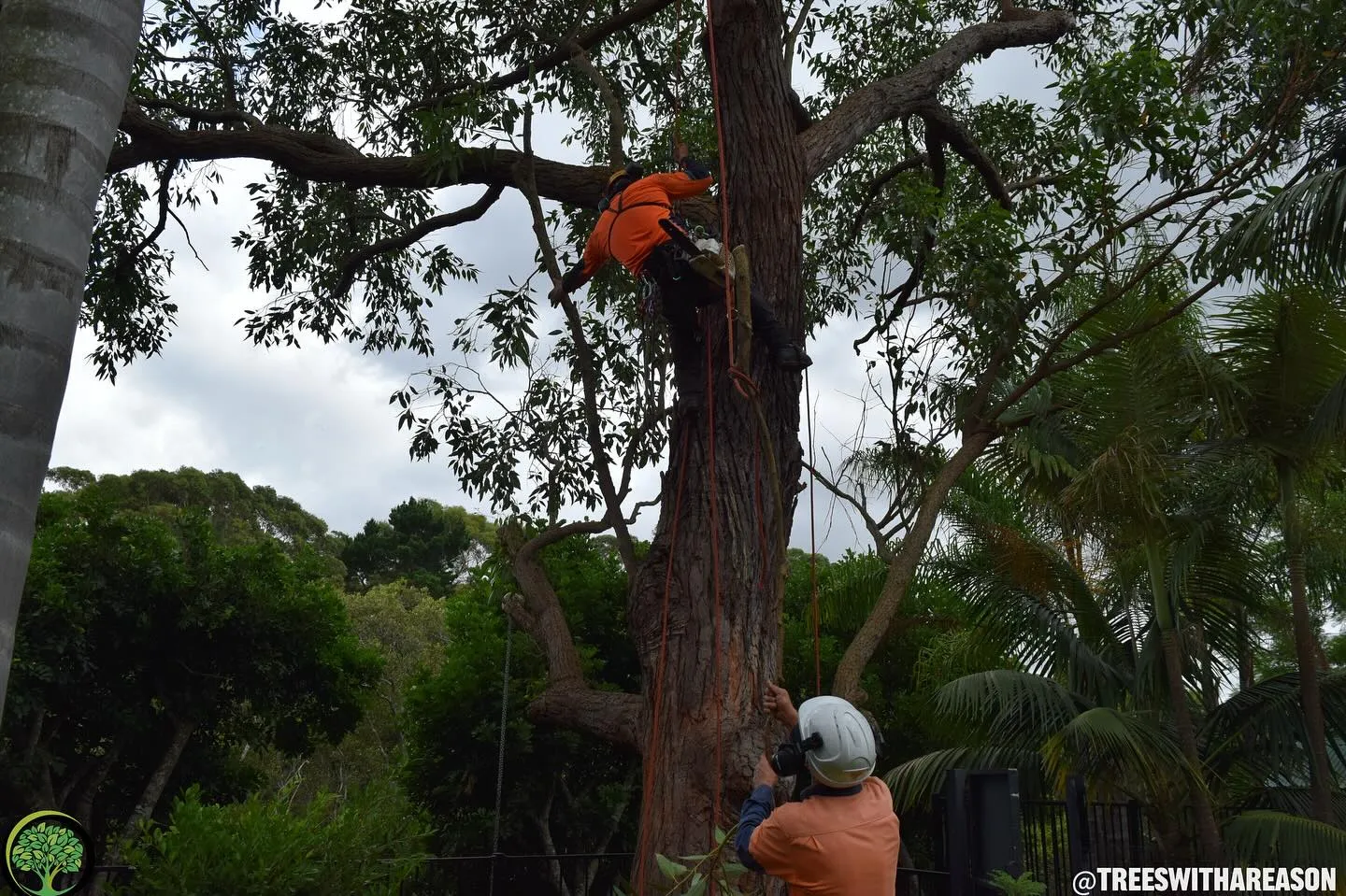 Arborist inspecting tree
