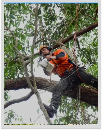 Stump Removal Services