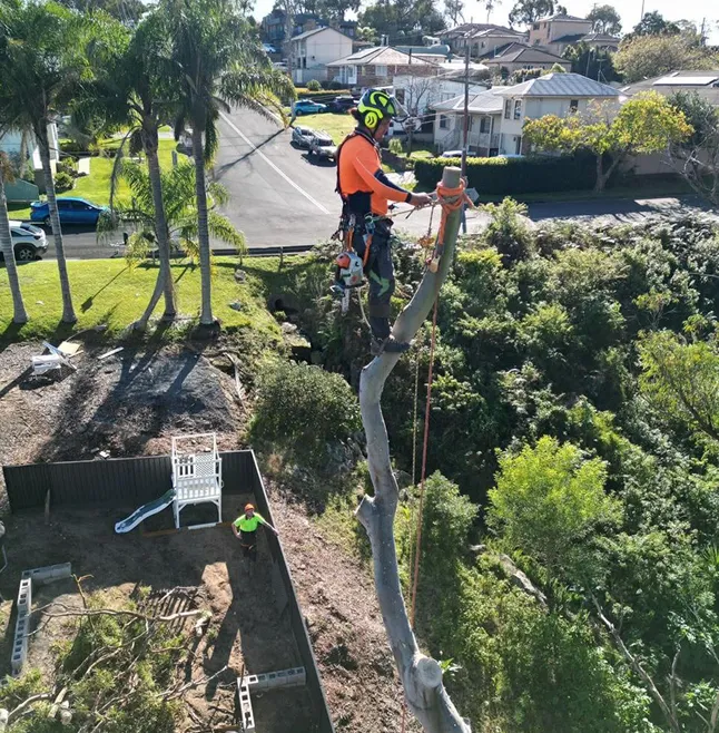 Safe tree removal in Sydney