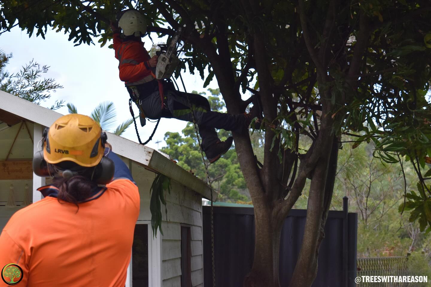 Professional tree care team